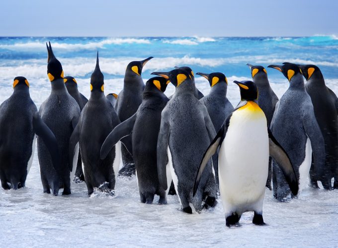 Wallpaper Pinguin, snow, ocean, cute animals, funny, Animals 4868218389